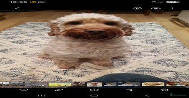 Cockapoo dogs - Advert 2
