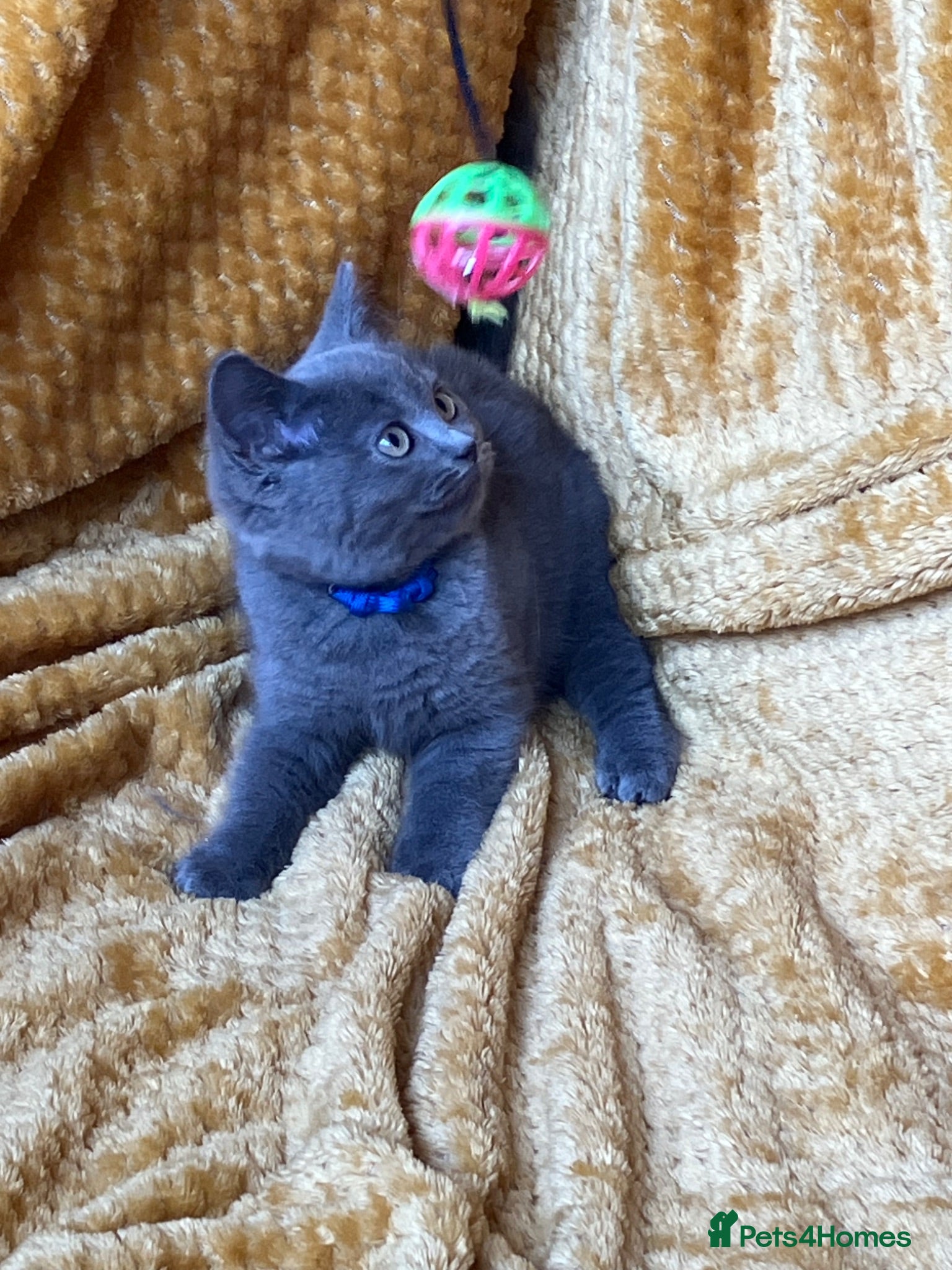 Mixed Breed cats 🏆GCCF Toras (BSH) kittens x Elizabeth (Ragdoll)🐾 - Advert 4