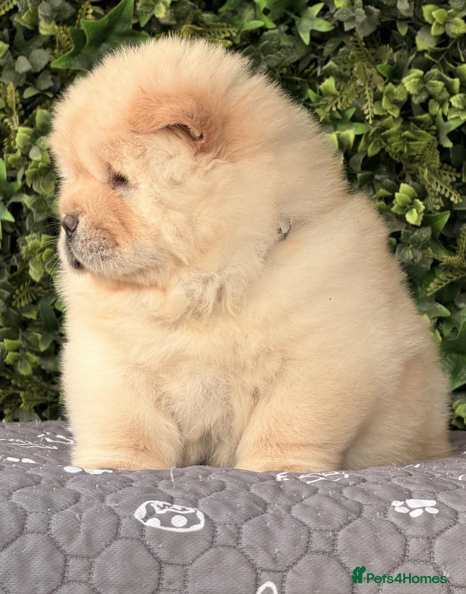 Chow Chow dogs 🧸Beautiful chow chow puppies 🧸 - Advert 2