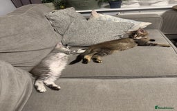 Maine Coon cats for sale: Perfect Maine Coons - Image 11