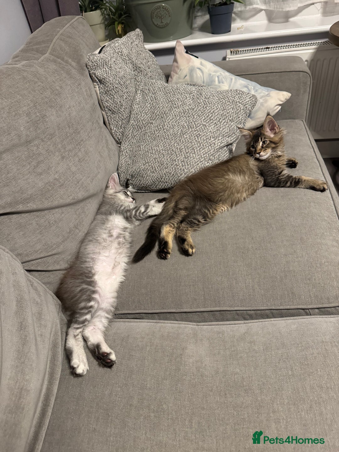 Maine Coon cats for sale: Perfect Maine Coons - Image 11