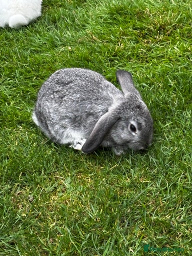 Gallery Image {{count}}