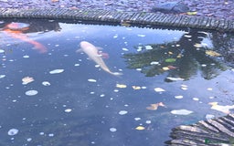 Koi Carp fish for sale: Variety of koi fish size from 35cm to 45 - Advert 4
