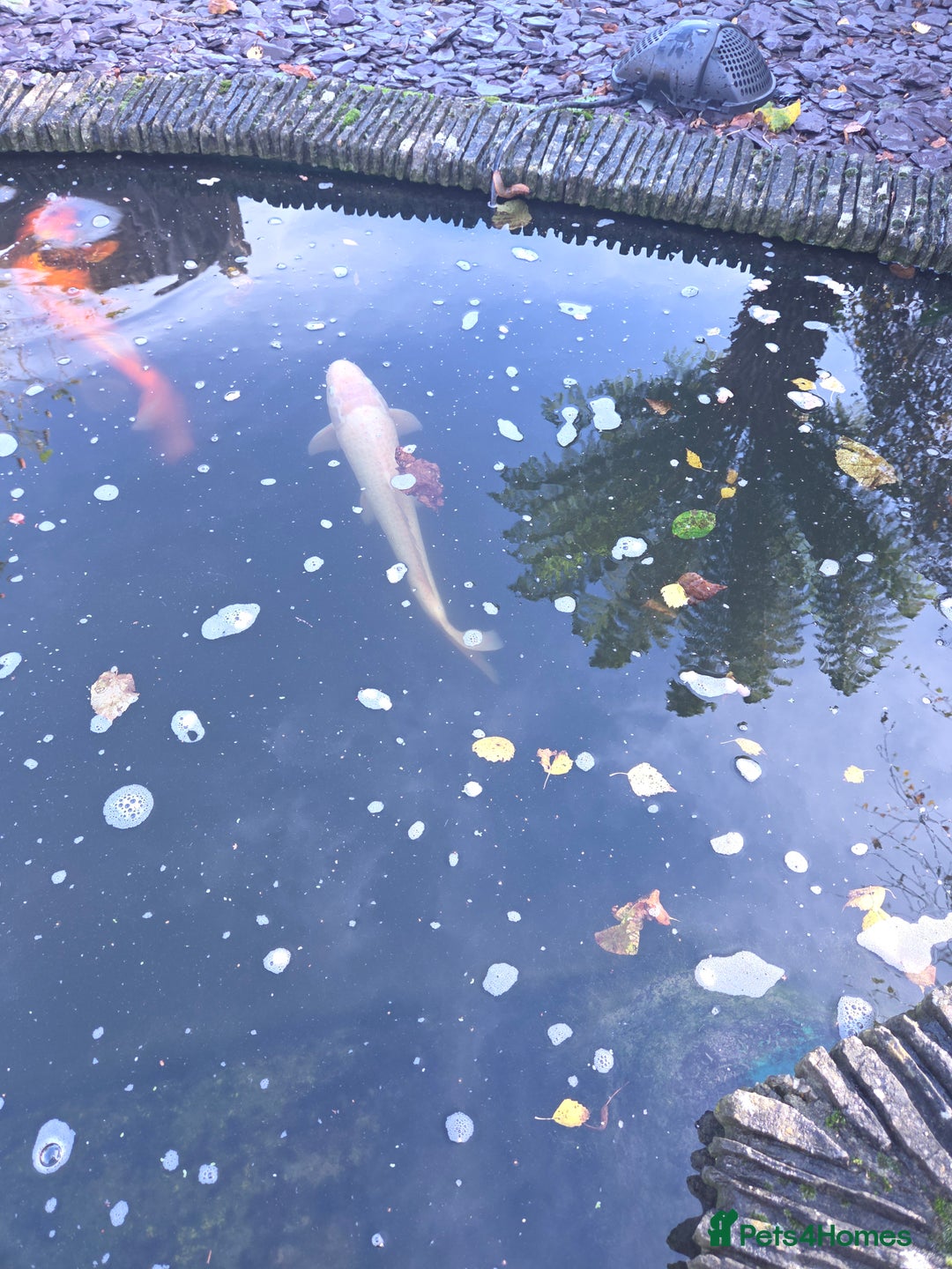 Koi Carp fish for sale: Variety of koi fish size from 35cm to 45 - Advert 4