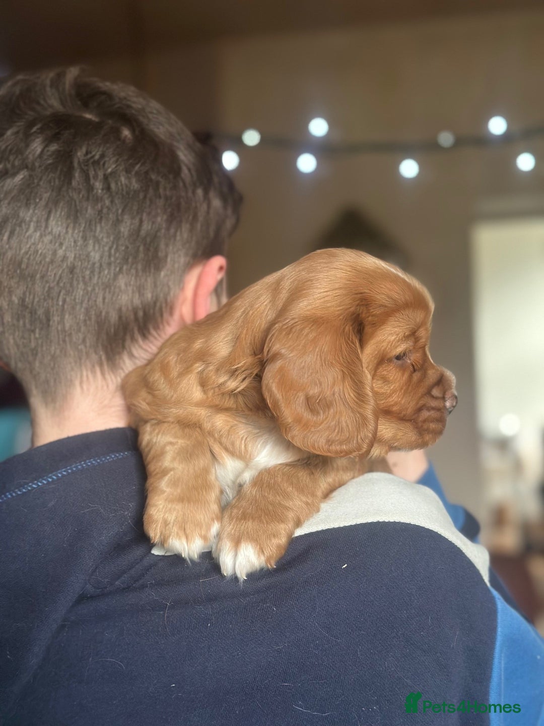 Mixed Breed dogs for sale: Golden Red Cockalier Puppies 1x boy 1x girl  - Advert 11