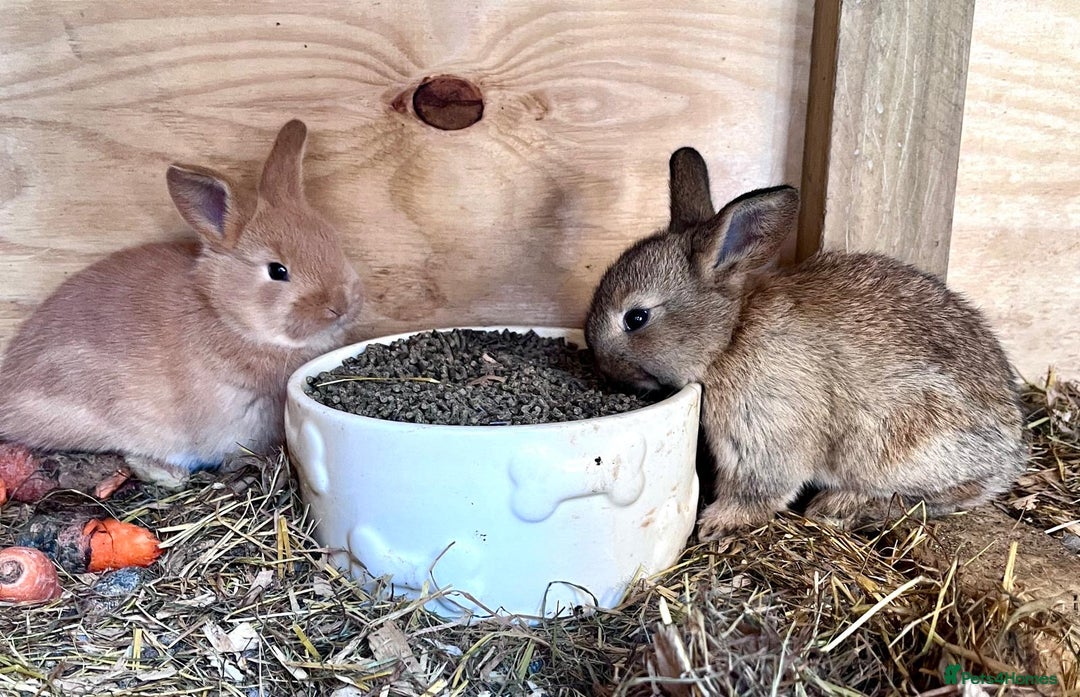 Netherland Dwarf rabbits for sale: Six beautiful little rabbits - Image 5