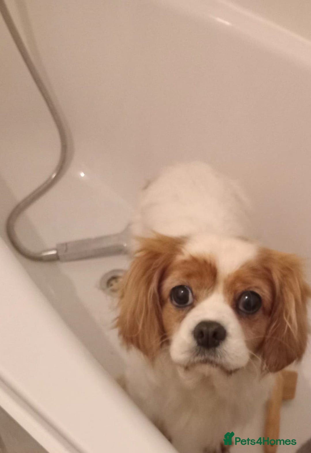 Cavalier King Charles Spaniel dogs for sale: Cavalier king charles female  - Advert 2