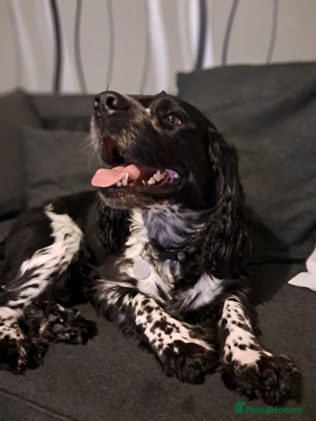 Cocker Spaniel dogs for stud: Cocker spaniel stud. £0 untill proven - Advert 2