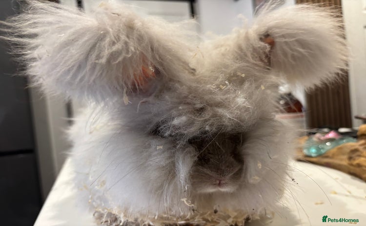 Angora rabbits - Advert 2