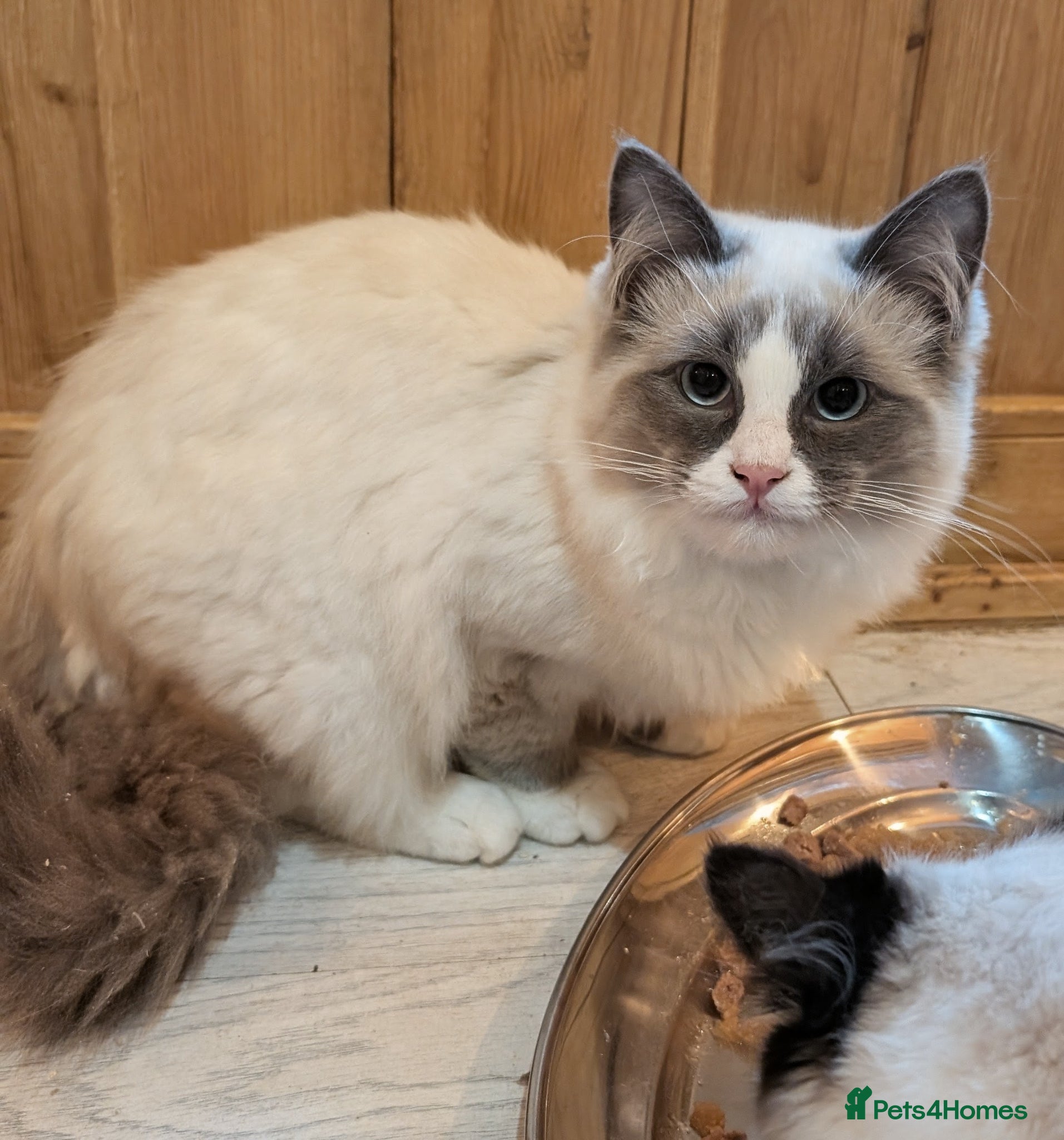 Ragdoll cats for sale: Ragdoll kittens - Advert 11