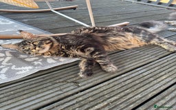 Maine Coon cats for sale: Majestic Purebred Maine Coon Kittens - TICA 🐾 - Advert 8