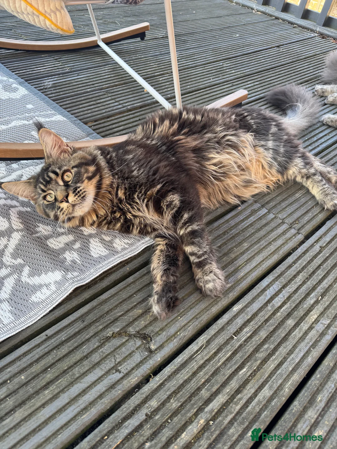 Maine Coon cats for sale: 1 left Purebred Maine Coon Kittens - TICA 🐾 - Advert 9