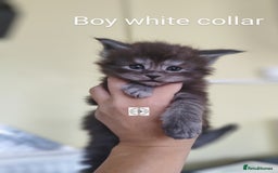 Maine Coon cats for sale: Absolutelly gorgeous kittens  - Image 9