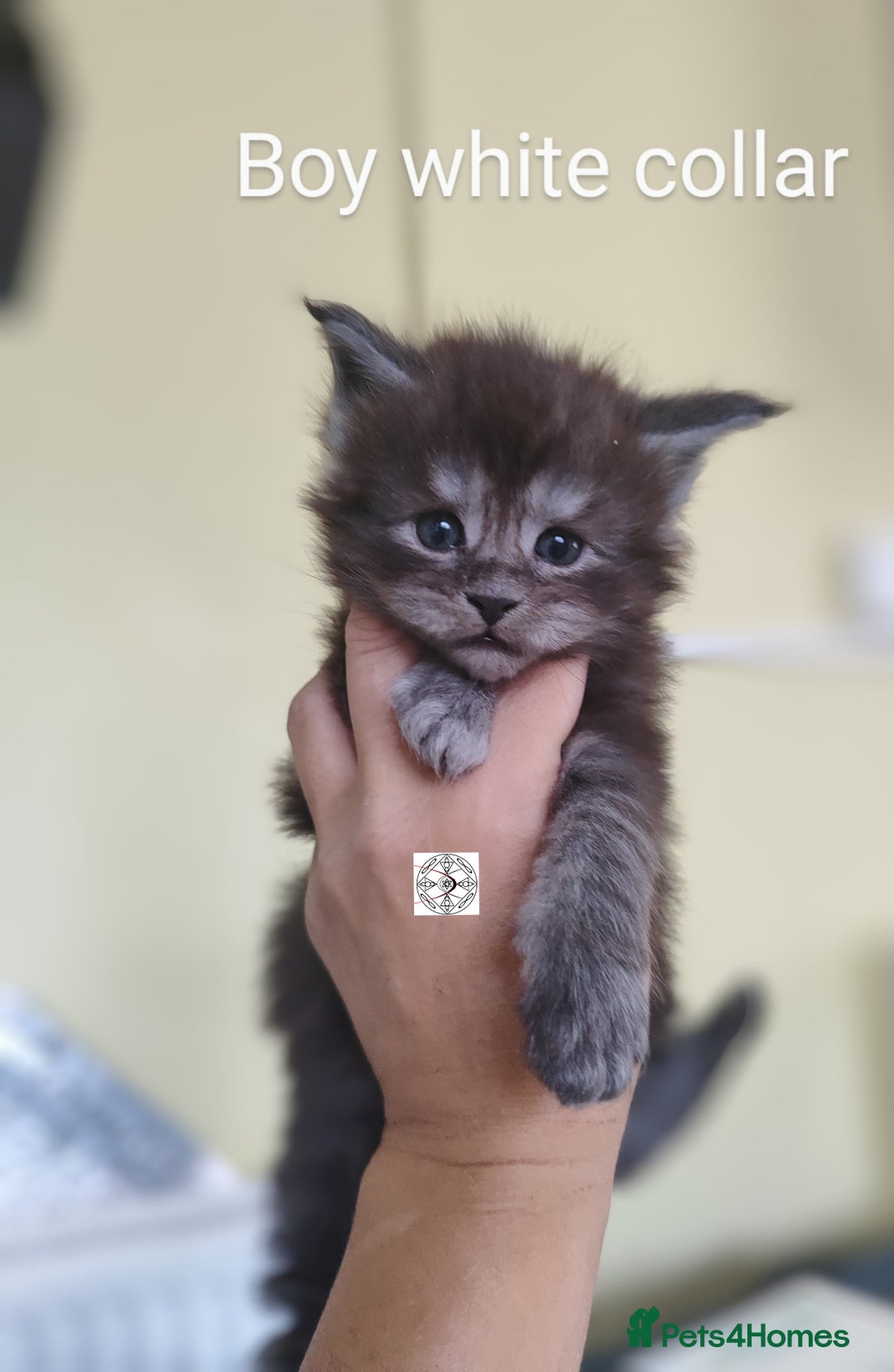 Maine Coon cats for sale: Absolutelly gorgeous kittens  - Image 9