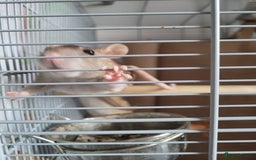 Rat rodents for sale: 2 beautiful friendly rats and Large cage - Image 2