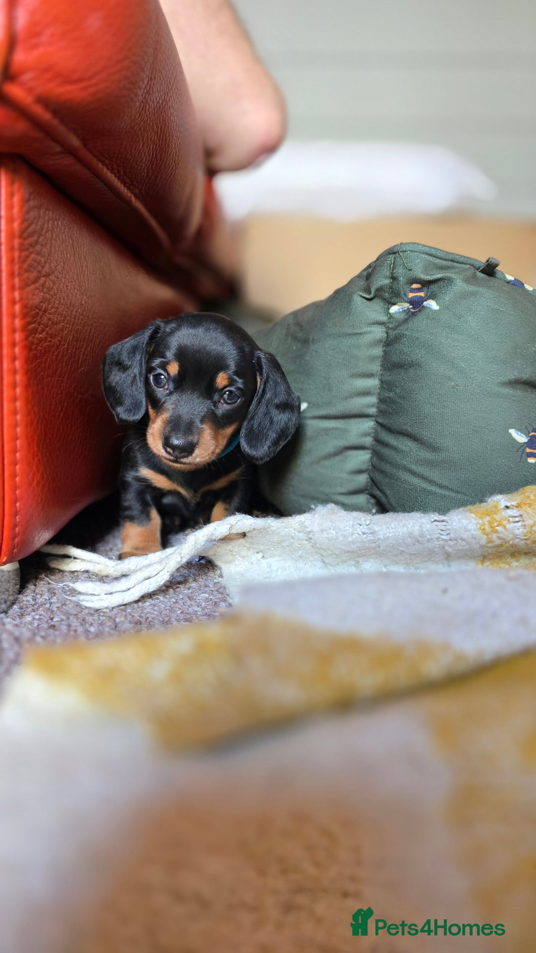 Miniature Dachshund dogs for sale: X2 miniature Dachshunds - Image 2