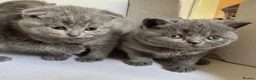 Scottish Fold cats for sale: Scottish Fold - Advert 1