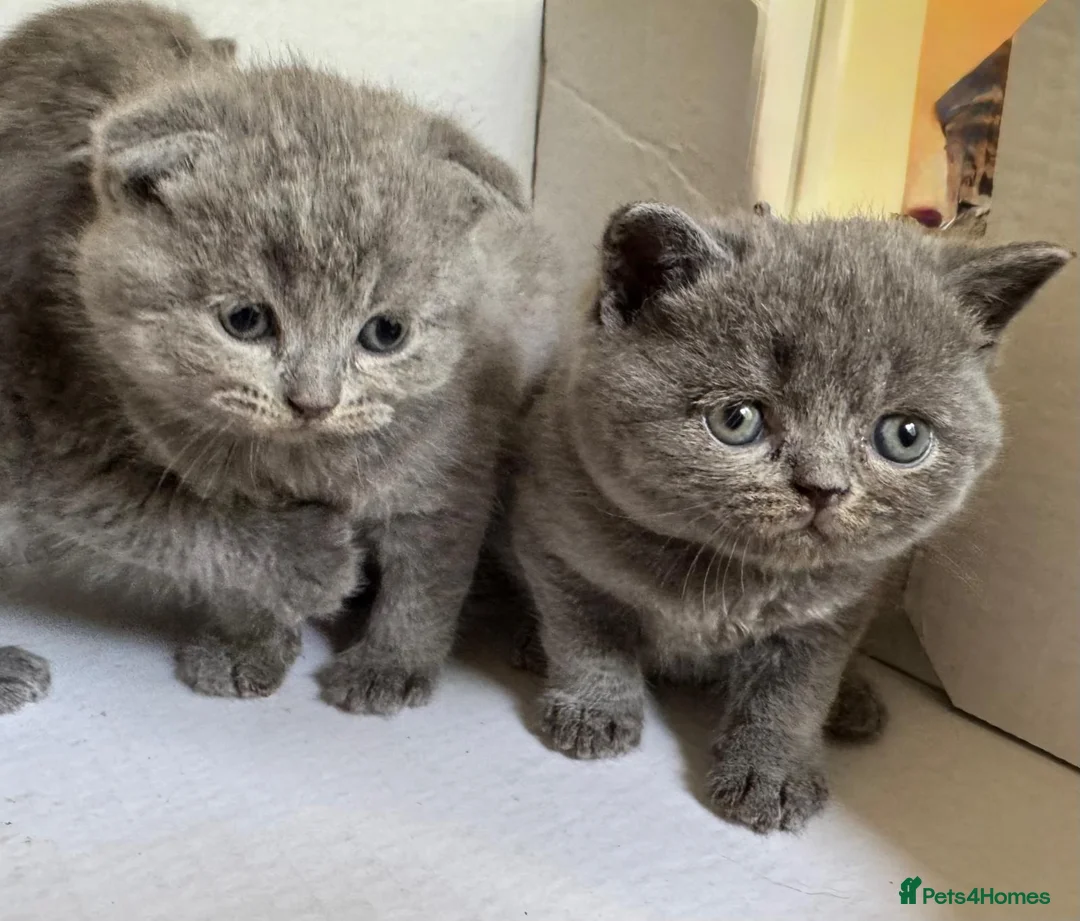 Scottish Fold cats for sale: Scottish Fold - Advert 1