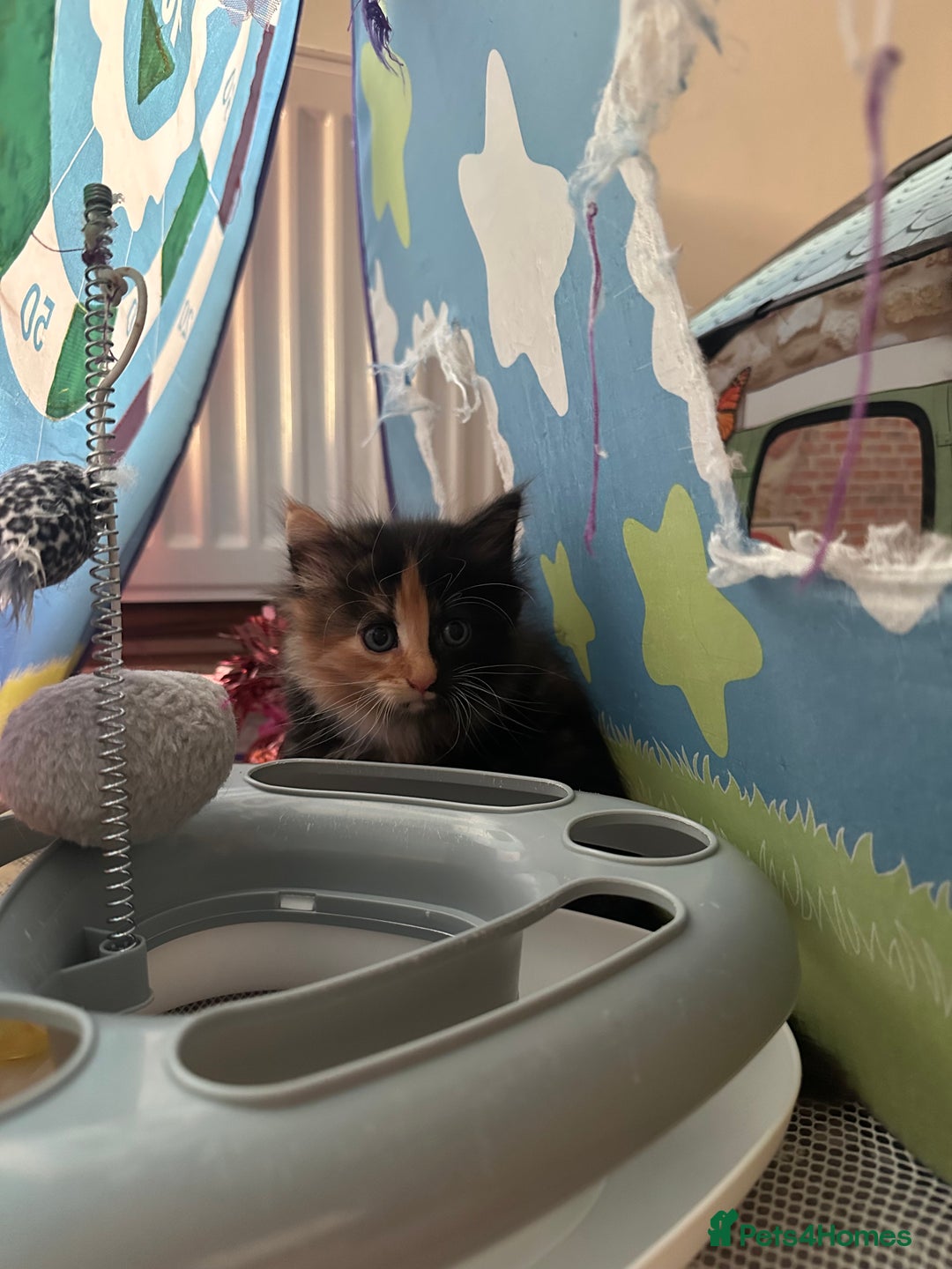 Mixed Breed cats for sale: 4 Beautiful Fluffy Kittens 3males & 1female 😻 - Image 11