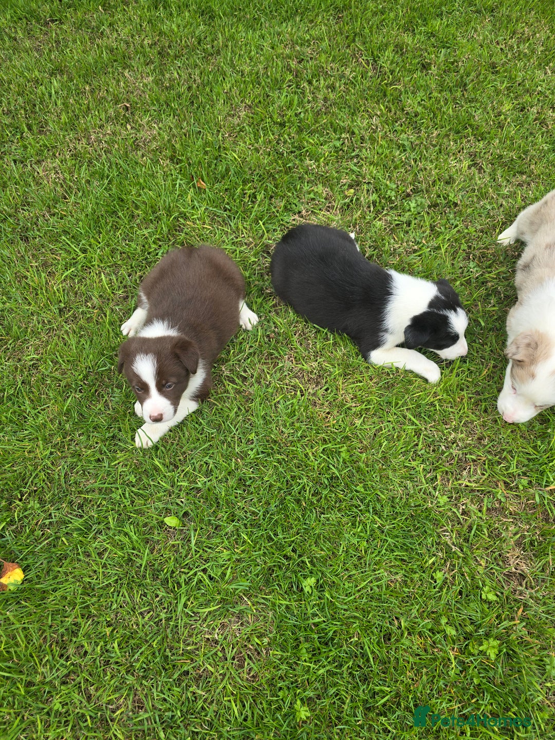Border Collie dogs for sale: Stunning Blue Merle, Red Merle, Red/Black & White - Image 9