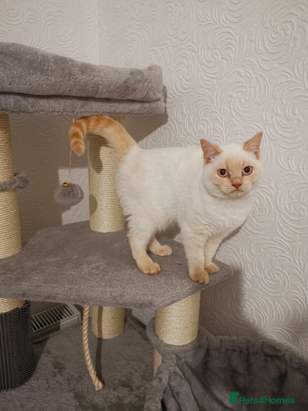 British Shorthair cats for sale: Stunning GCCF reg BSH kittens Ready to leave!! - Image 10