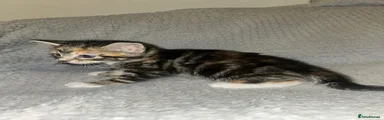 🤎 Classic Brown Tabby