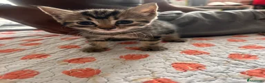Tabby 2