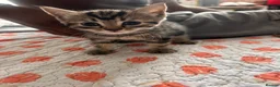 Mixed Breed cats for sale: Kittens  - Advert 14