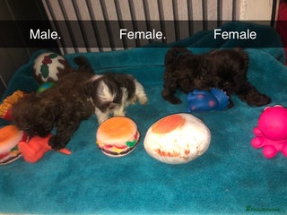 Shih Tzu dogs 6 beautiful shih tzu puppies - Advert 13