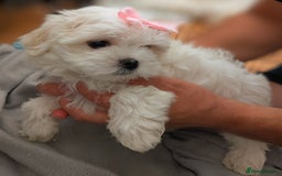 Maltese dogs for sale: Beautiful Small Size Maltese ONLY TWO PUPPIES LEFT - Image 2
