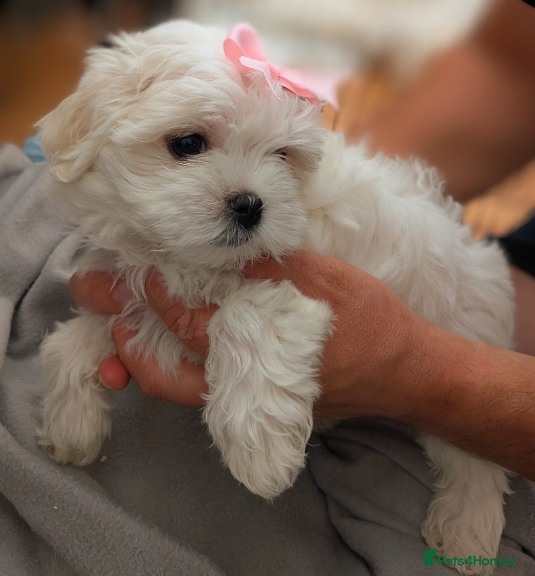 Maltese dogs for sale: Beautiful Small Size Maltese ONLY TWO PUPPIES LEFT - Image 2