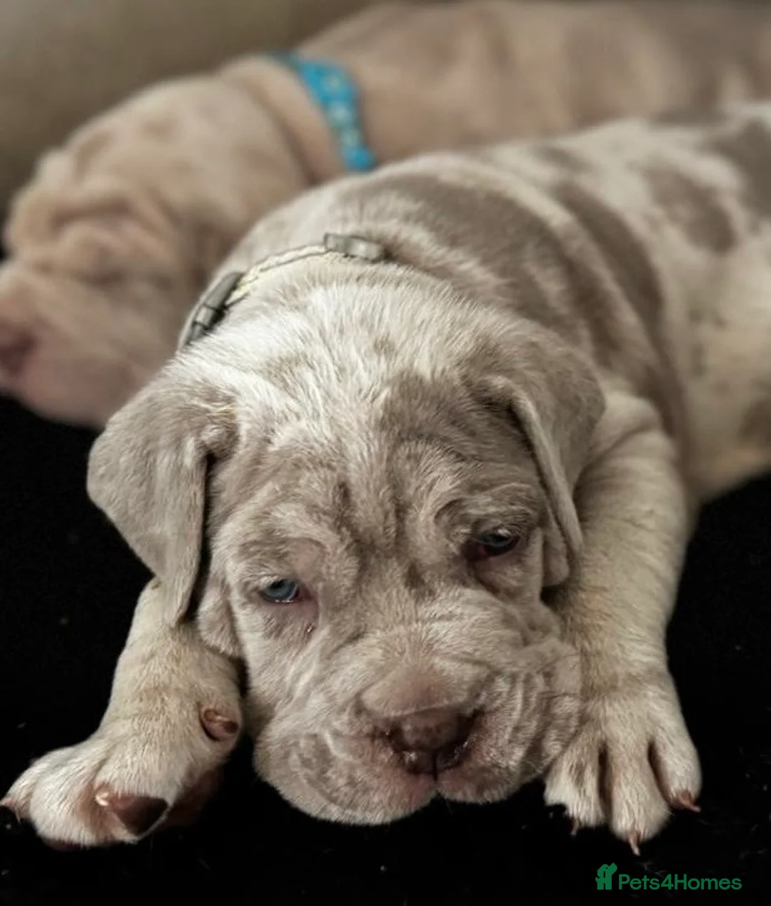 Mixed Breed dogs for sale: 🐾 Neapolitan Mastiff x Cane Corso🐾 - Advert 6