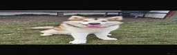 Alaskan Malamute dogs for sale: Litter due  in Tring - Advert 7