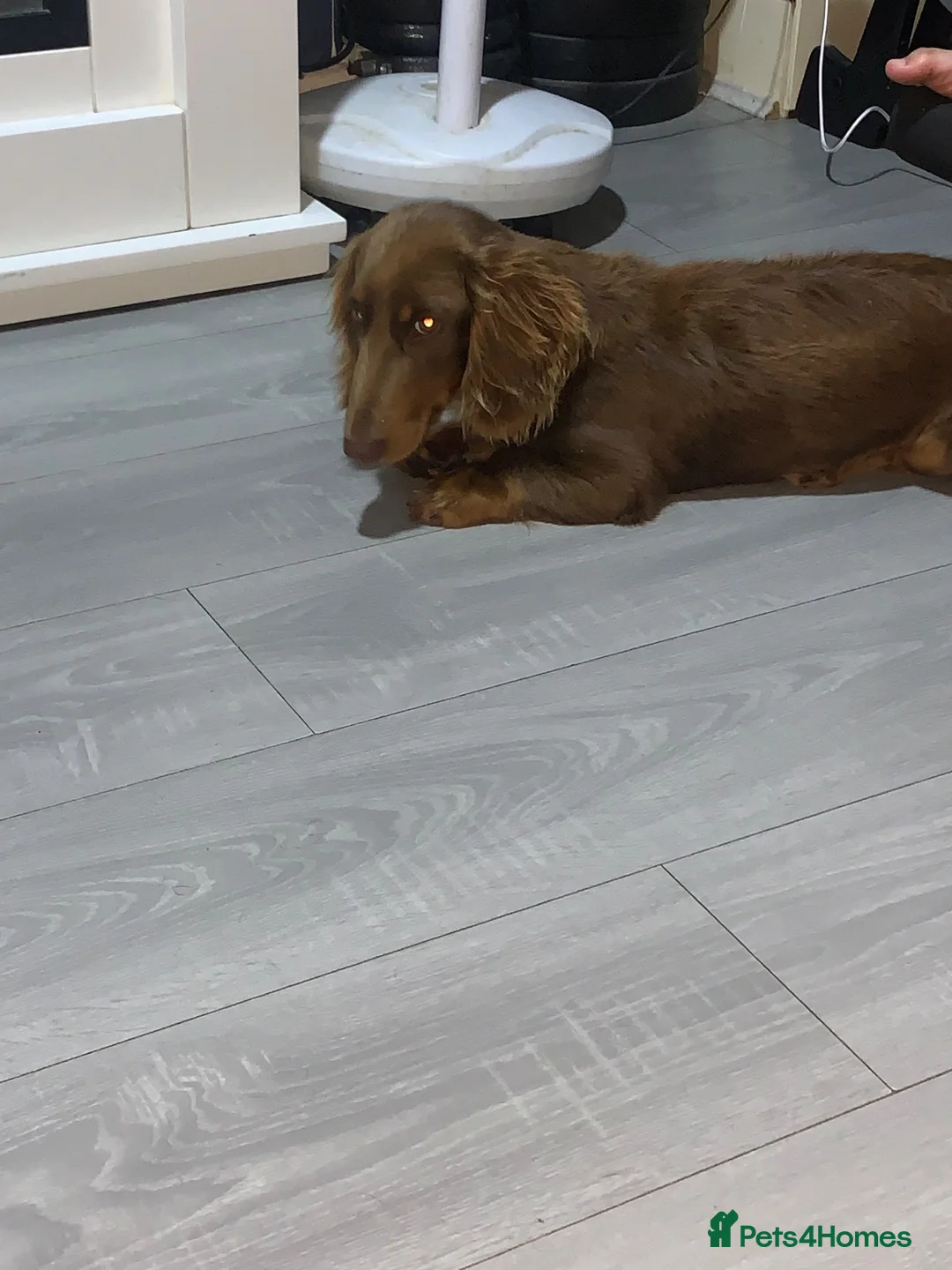 Miniature Dachshund dogs for stud: Mr sausage roll Miniture dachshund stud  - Advert 2