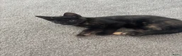 Domestic Shorthair cats for sale: Female kitten in Chatteris - Advert 4