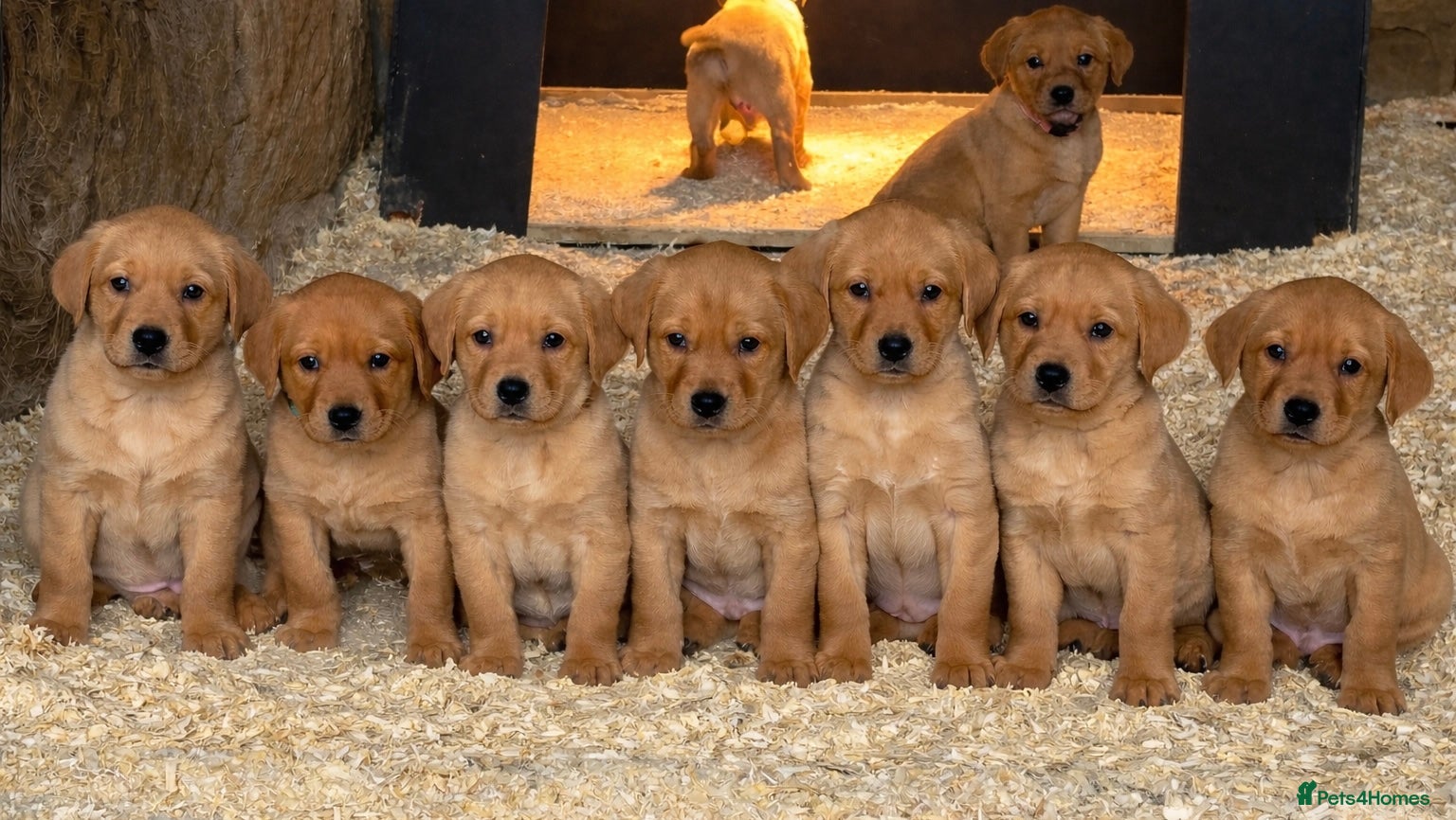 Labrador Retriever dogs KC Registered Fox Red Labrador Puppies - Advert 21