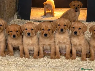 Labrador Retriever dogs KC Registered Fox Red Labrador Puppies - Advert 21