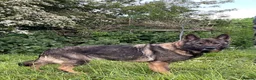 German Shepherd dogs for sale: Retiring 3 bitches & 1 male - Advert 15