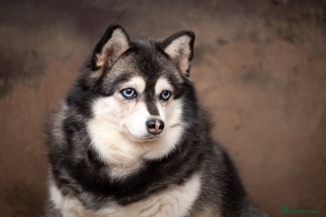 Alaskan Malamute dogs for adoption: GERA – Female Siberian Husky - Advert 2