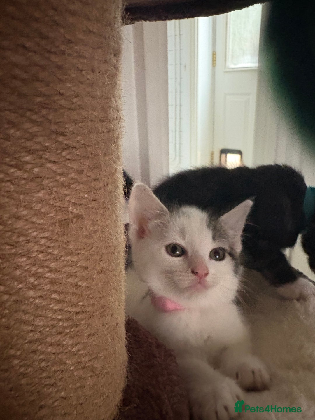 Mixed Breed cats for sale: Beautiful mixed breed kittens - Image 14
