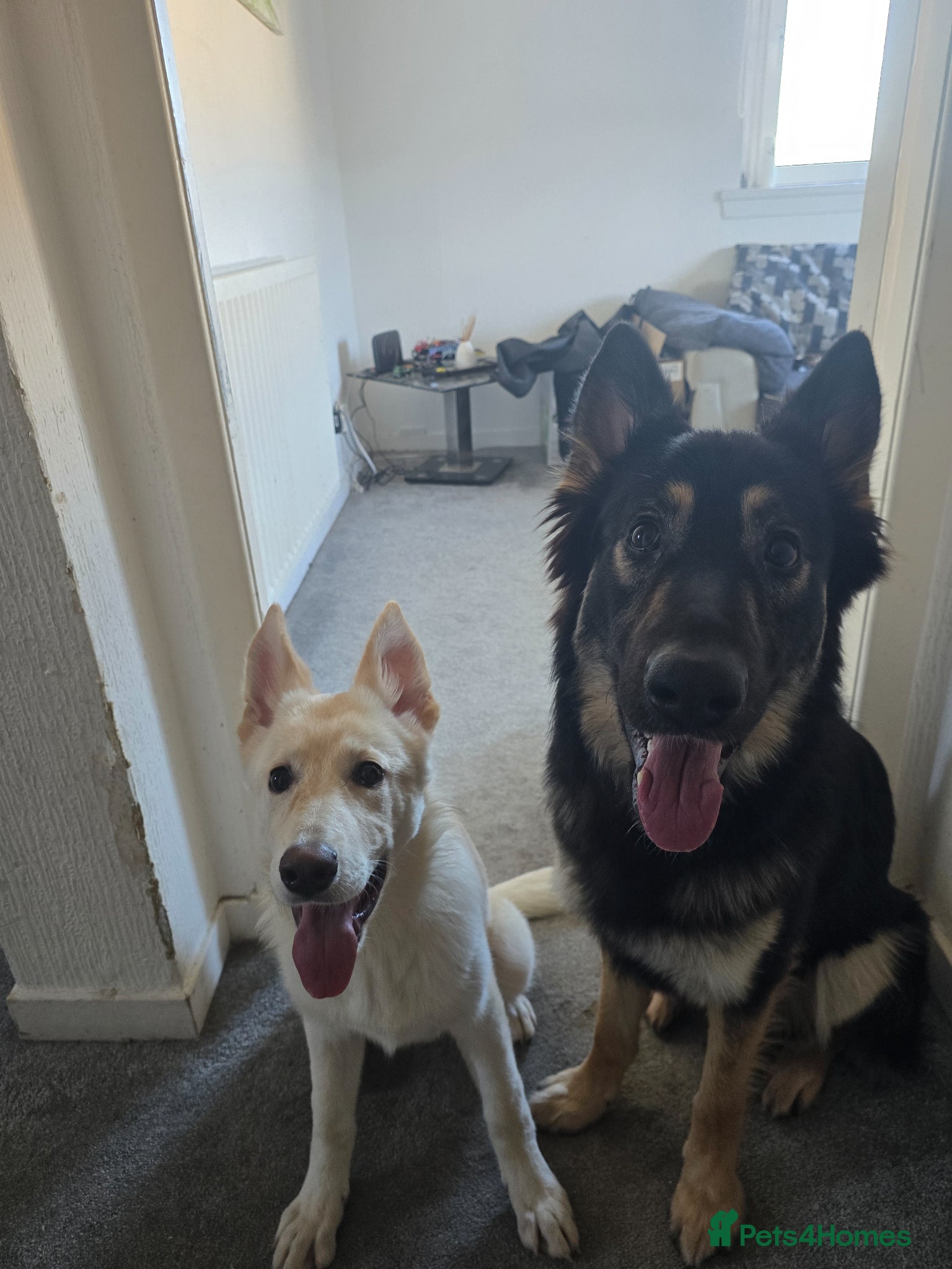 German Shepherd dogs German shepherd's for sale  - Advert 4