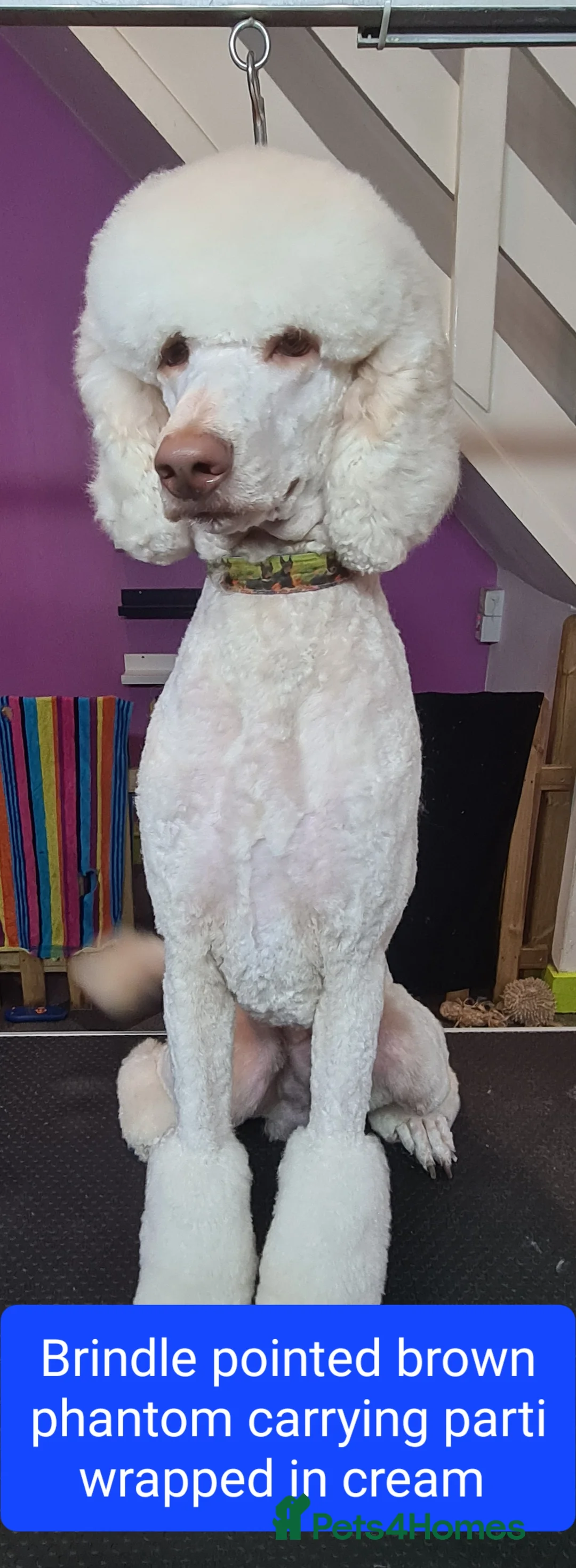Standard Poodle dogs for stud: 3 Standard poodles for stud in Wirral - Advert 8