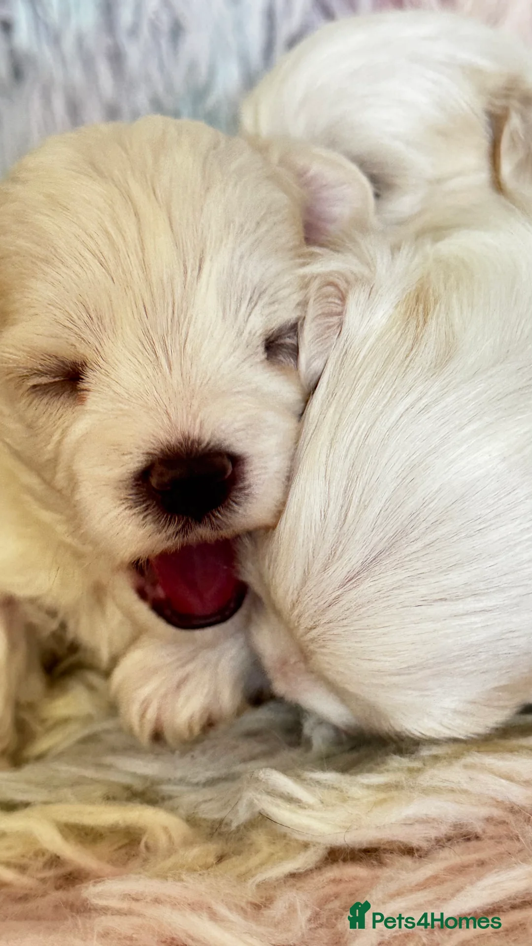 Maltese dogs for sale: Kc registered mini Maltese  - Advert 4