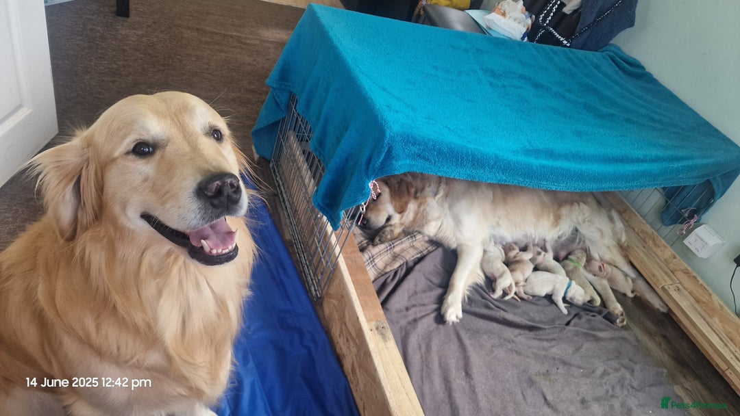 Golden Retriever dogs for stud: Odin ready for stud in Saint Helens - Image 12