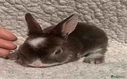 Rex rabbits for sale: chocolate vienna mini rex babies - Image 4