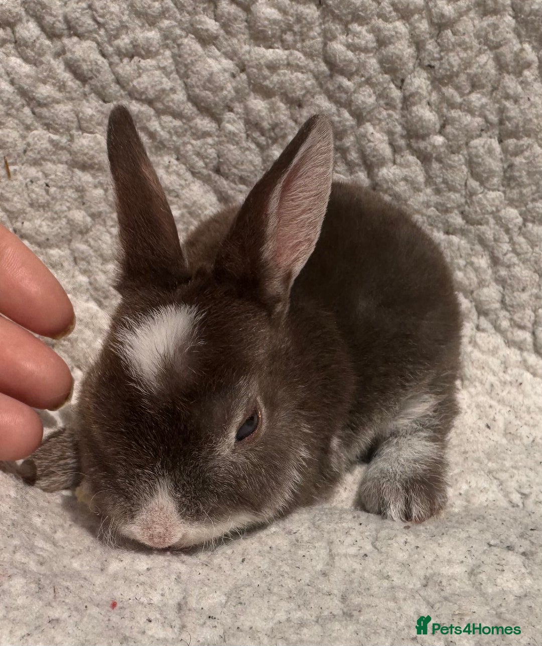 Rex rabbits for sale: chocolate vienna mini rex babies - Image 4