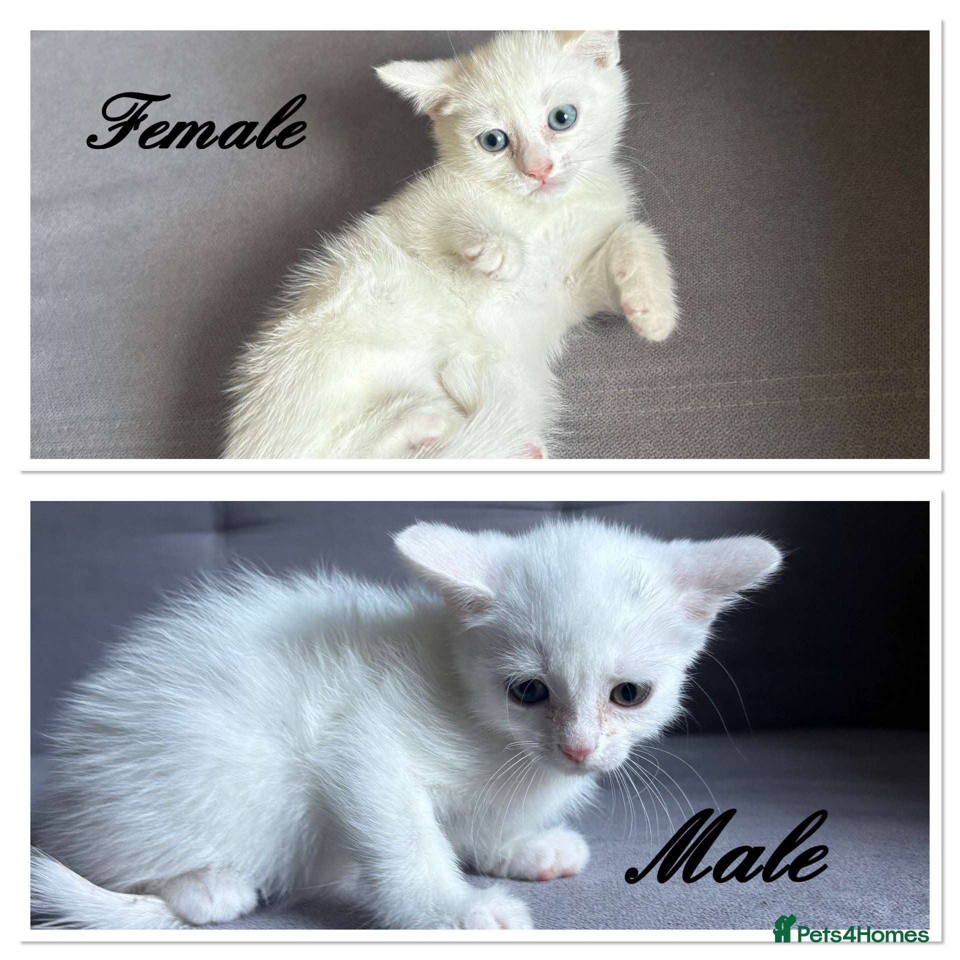 Turkish Angora cats 2 beautiful Turkish Angora kittens ready! - Advert 1