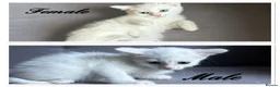 Turkish Angora cats for sale: 2 beautiful Turkish Angora kittens ready! - Advert 1