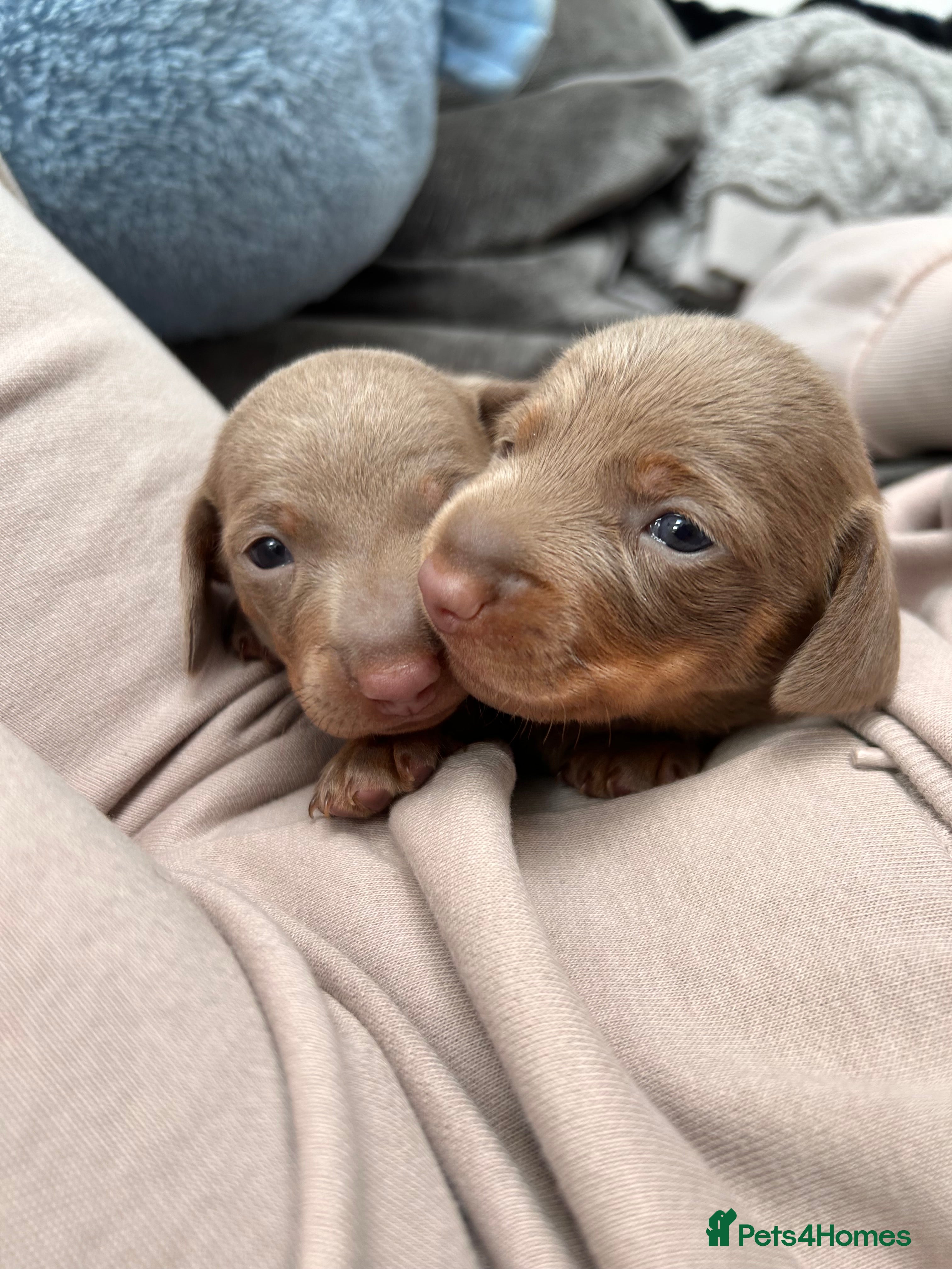 Miniature Dachshund dogs Unique Minature Dachsunds Puppies  - Advert 13