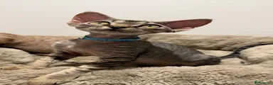 Devon Rex 2